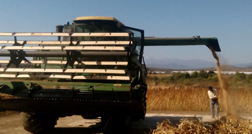 Venta al por menor y al mayor de Quinoa de gran calidad producida en nuestro campo y por nuestra cooperativa asociada.