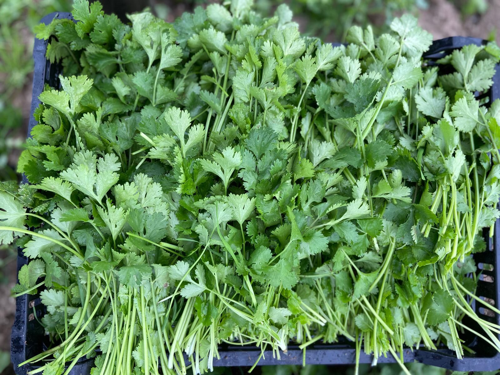 Cilantro