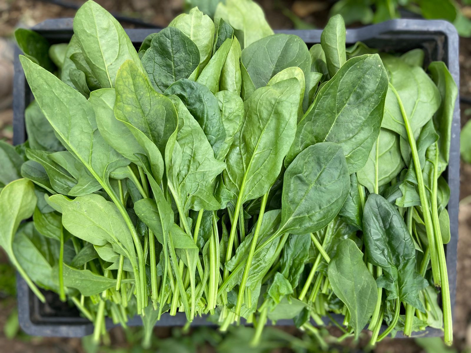 Espinaca