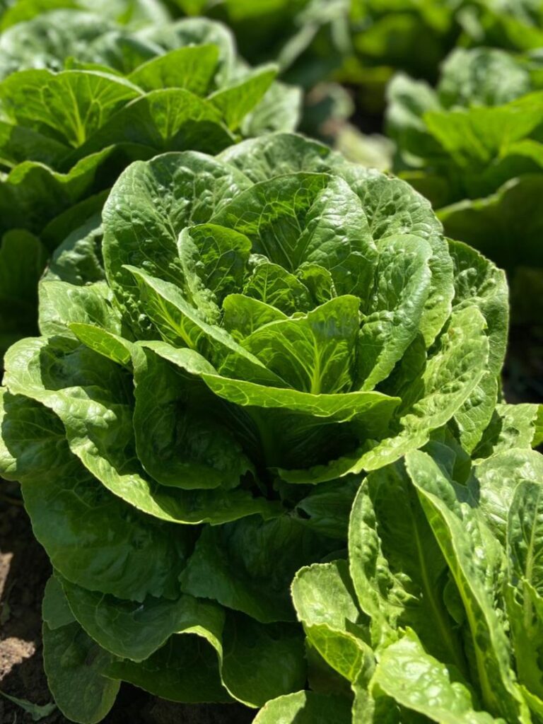 Lechuga Costina
