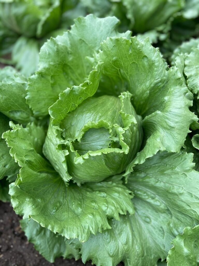 Lechuga Escarola