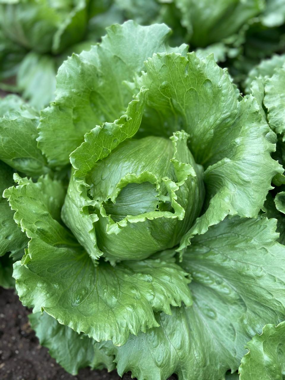Lechuga Escarola