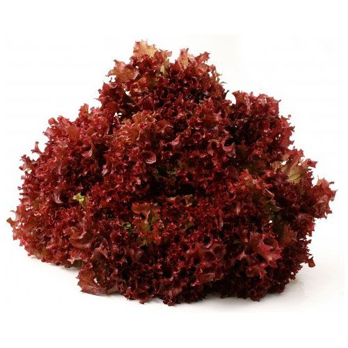 Lechuga Lollo Rossa unidad